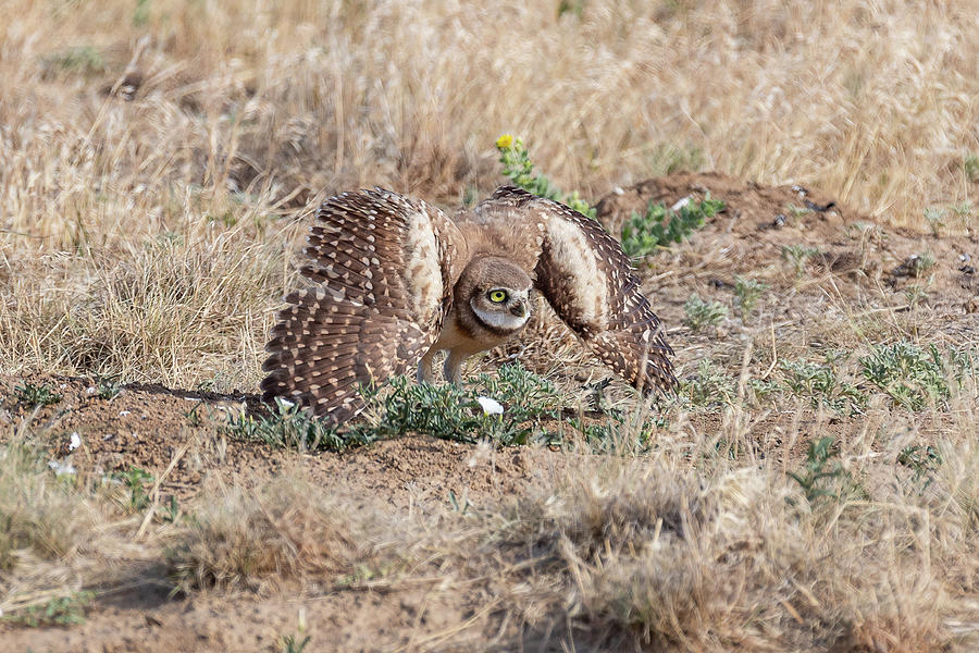 Burrowing Owl Get Protective Photograph by Tony Hake