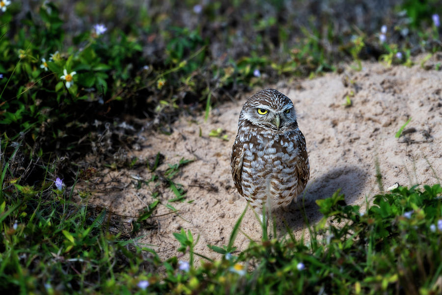 Burrowing owl giving the eye Photograph by Dan Friend - Fine Art America