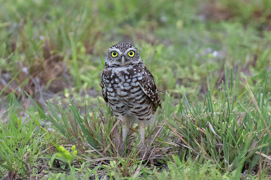 Burrowing Owl Photograph by Greg Srabian