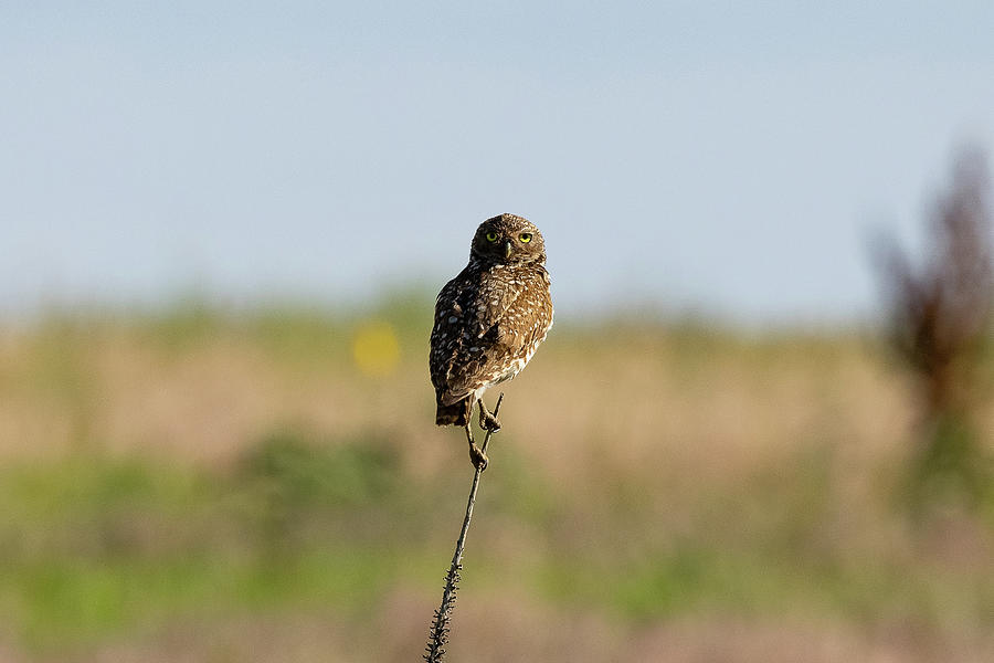 Burrowing Owl Holds Tight Photograph by Tony Hake