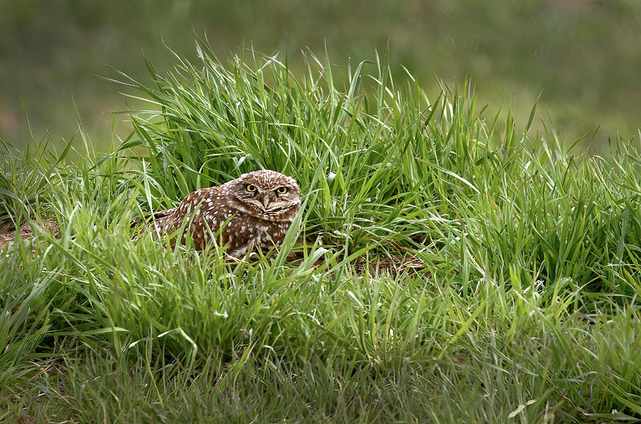 Burrowing Owl Hunkers in Grass Photograph by Cindy McIntyre