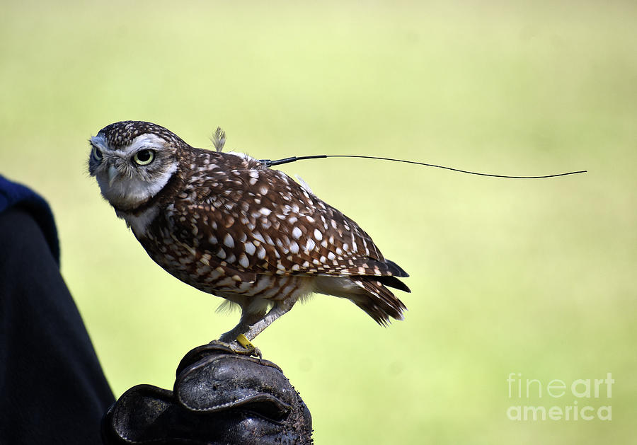 Burrowing Owl IIi Photograph