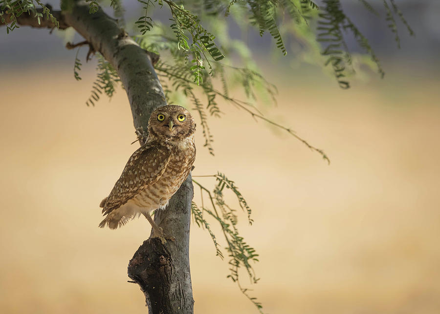 Owl Photograph - Burrowing Owl in a Tree by Rosemary Woods Images