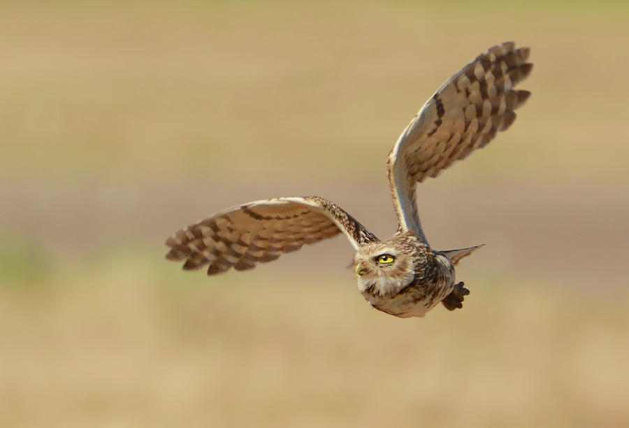 Burrowing Owl in Flight 2 Photograph by Sherry Karr Adkins - Pixels