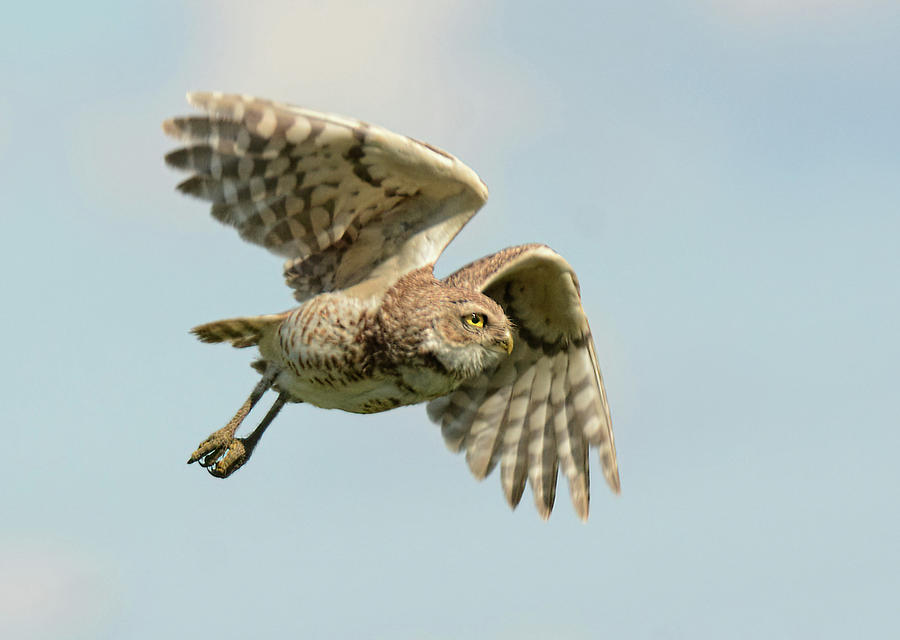 Burrowing Owl In Flight Photograph By Sherry Karr Adkins 