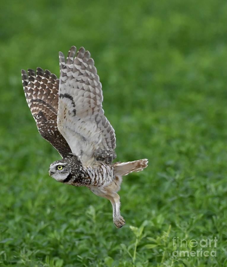 Burrowing Owl in Flight Digital Art by Tammy Keyes