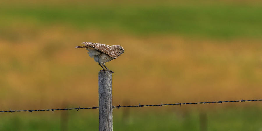 Burrowing Owl In Golden Light Photograph by Yeates Photography