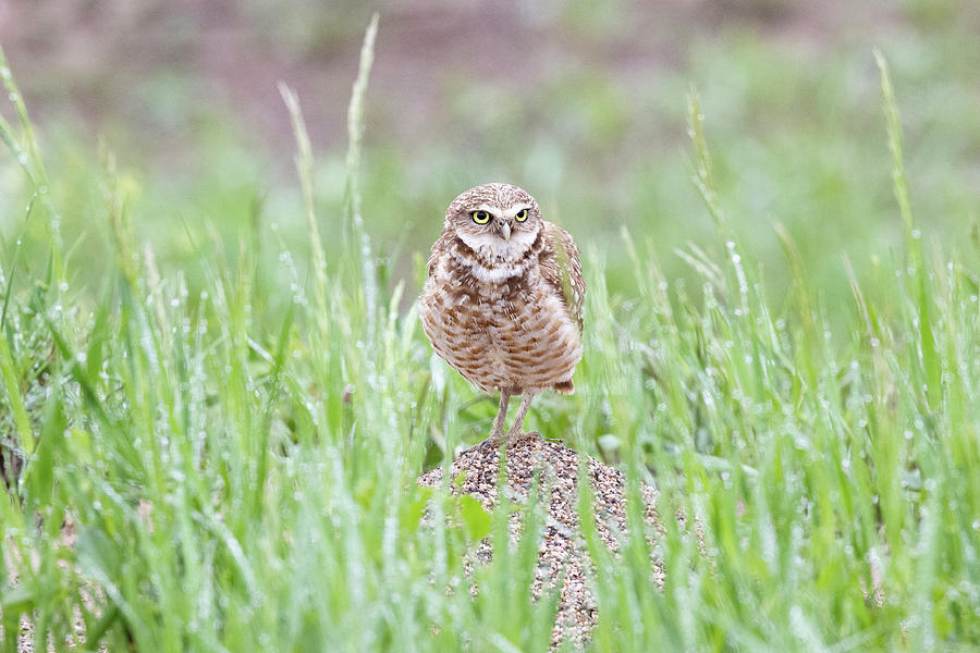 Burrowing Owl in the Wet Grass Photograph by Tony Hake