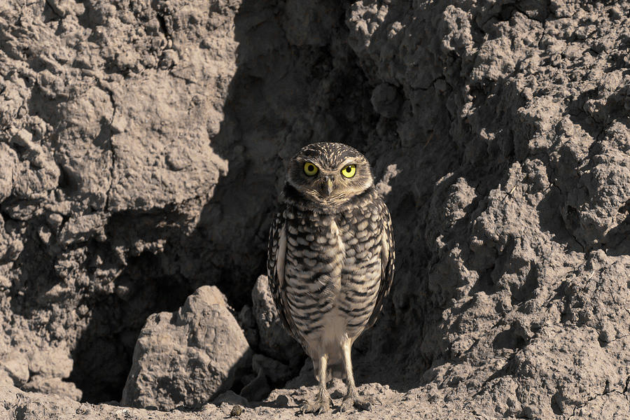 Burrowing Owl Photograph by John Daly