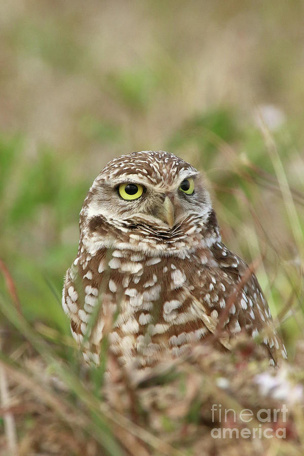 Burrowing Owl Photograph by Karen Lindquist