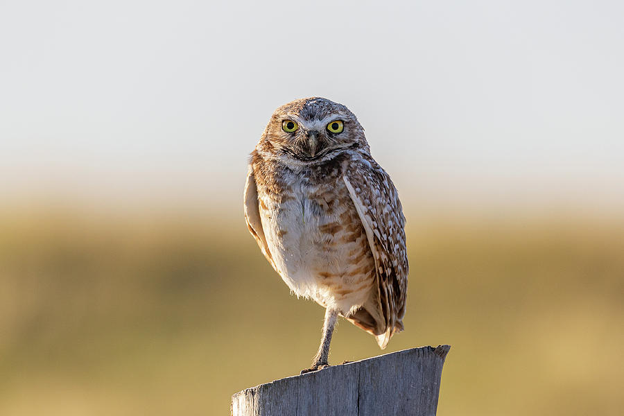 Burrowing Owl Keeping Watch in the Morning Photograph by Tony Hake
