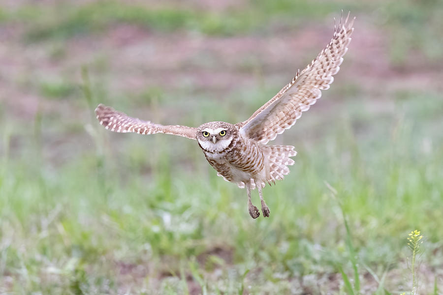 Burrowing Owl Keeps Watch While in Flight Photograph by Tony Hake