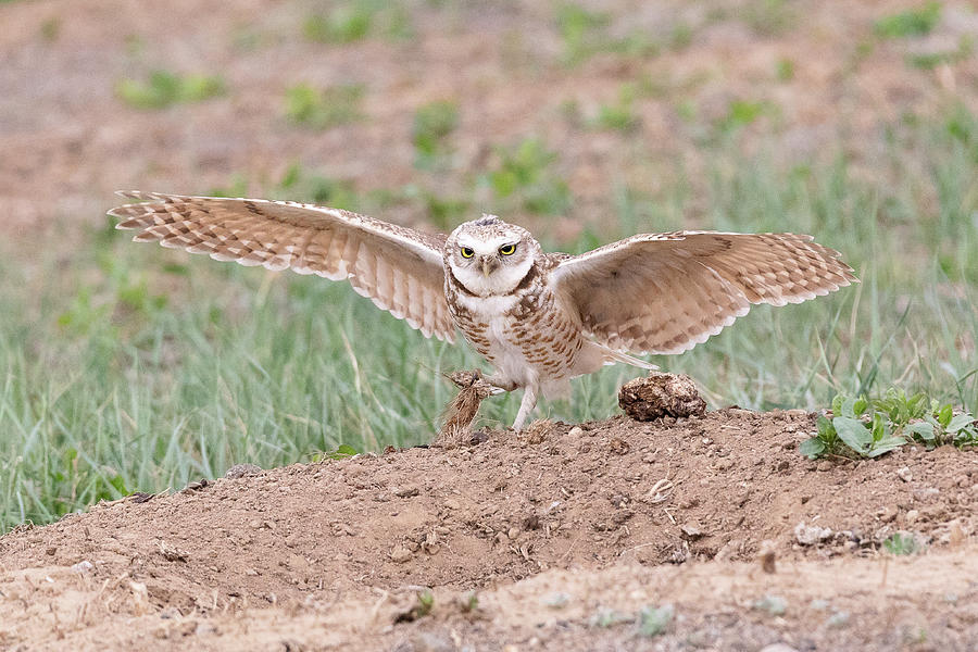 Burrowing Owl Lands at Home Photograph by Tony Hake