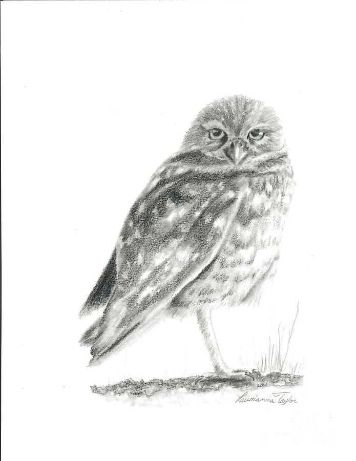 Burrowing Owl Drawing by Laurianna Taylor