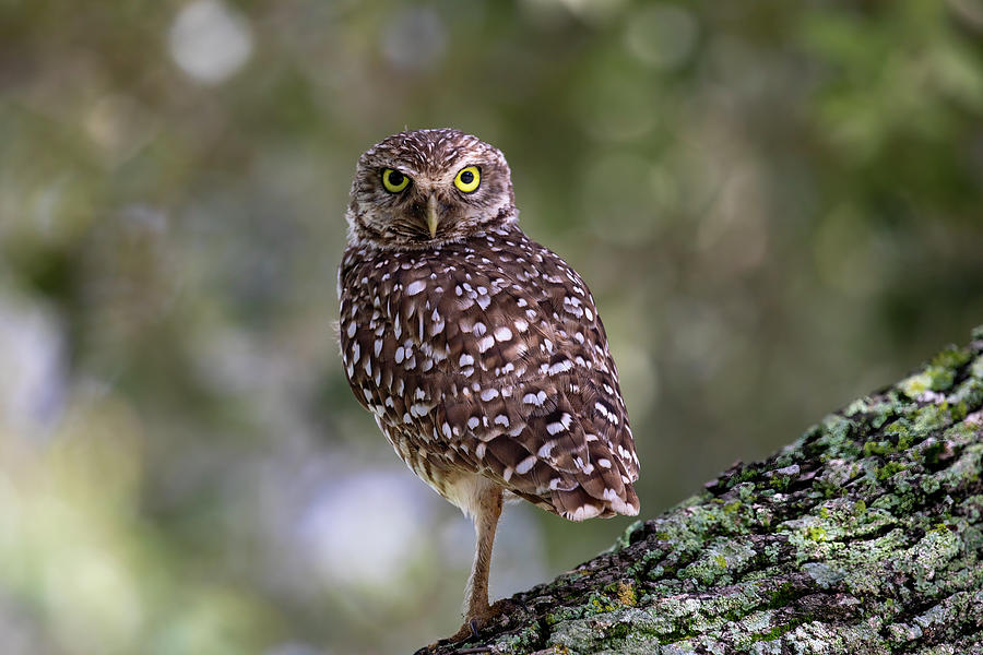 Burrowing Owl Photograph by Lee Smith