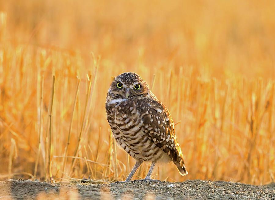 Burrowing Owl Look Photograph by Lynn Hopwood