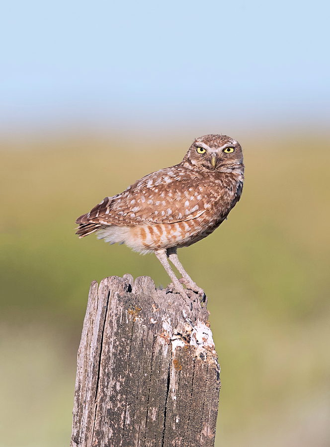 Burrowing Owl Looking at You Photograph by Loree Johnson