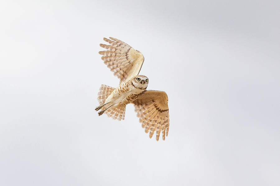 Burrowing Owl Makes a Hard Turn Photograph by Tony Hake