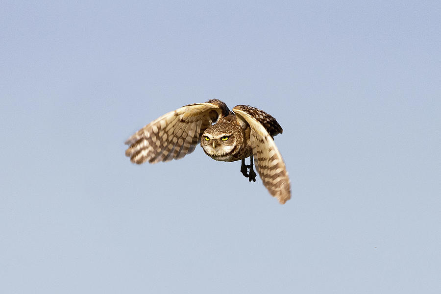 Burrowing Owl Makes a Serious Flight Photograph by Tony Hake