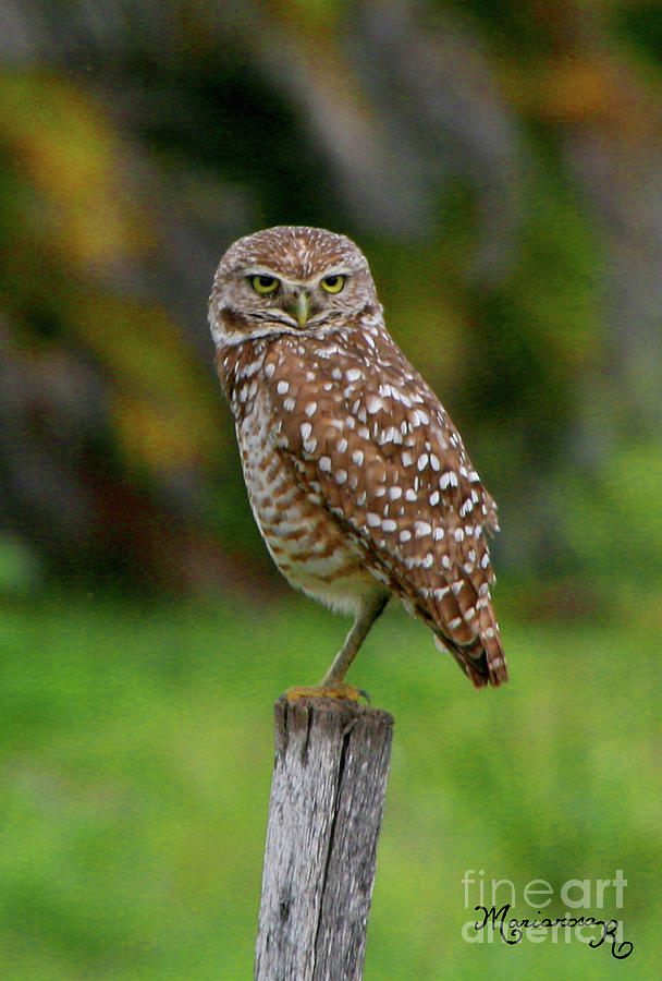 Burrowing Owl Photograph by Mariarosa Rockefeller