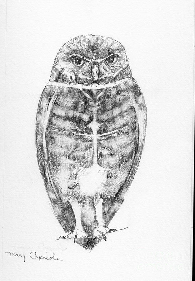 Burrowing Owl Drawing by Mary Capriole