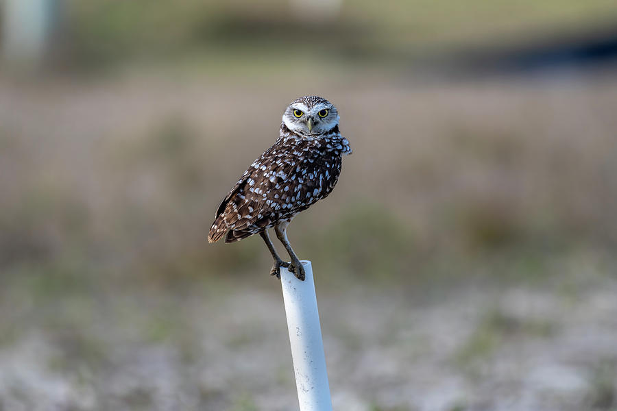 Burrowing owl on a perch Photograph by Dan Friend