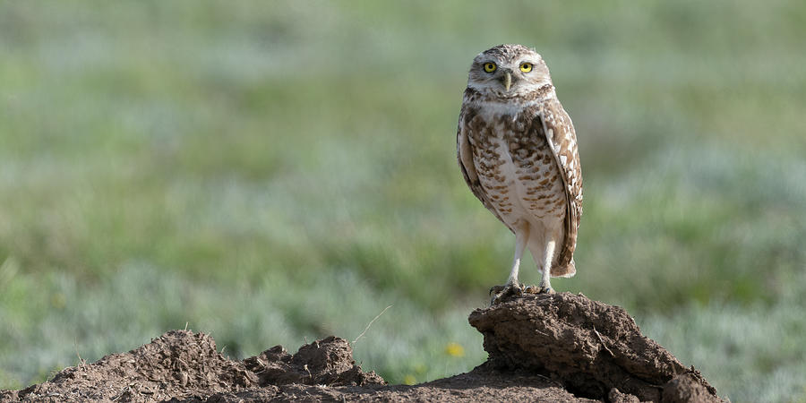 Burrowing Owl on a Perch Photograph by Gary Langley