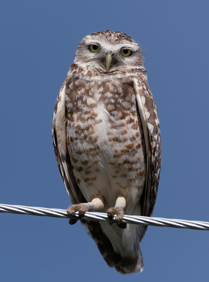 Burrowing Owl on a wire Photograph by Gary Langley