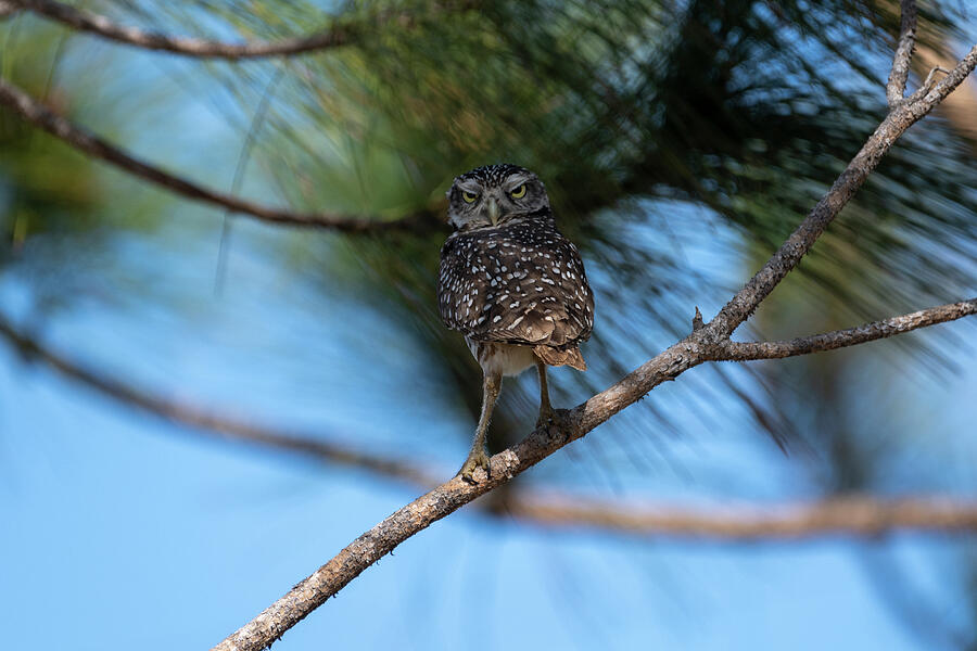 Burrowing owl on limb staring  Photograph by Dan Friend