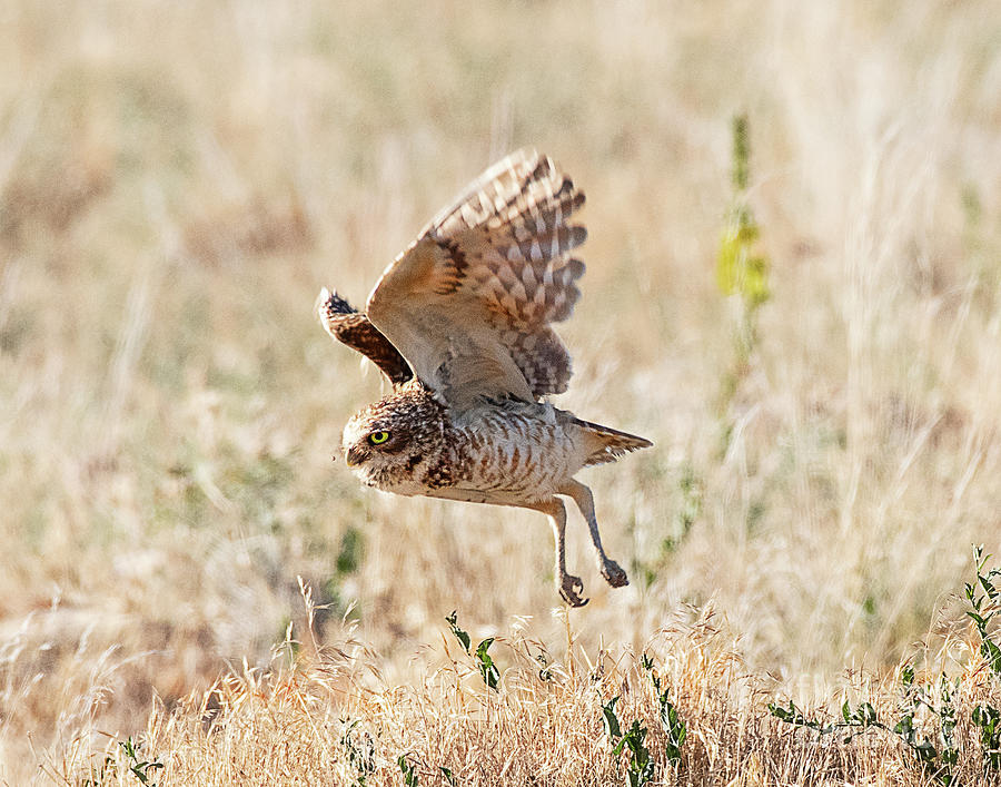Burrowing Owl on the Wing Photograph by Dennis Hammer