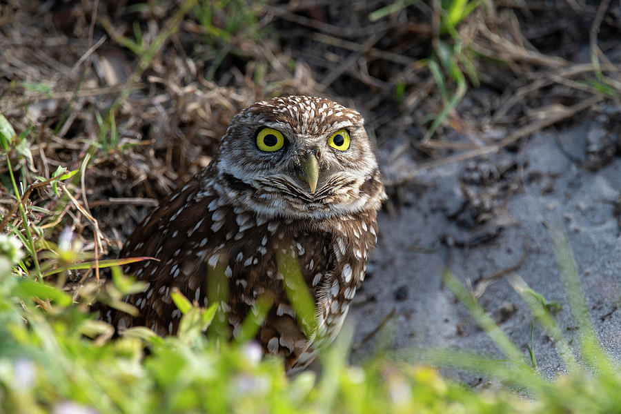Burrowing owl outside her nest Photograph by Dan Friend
