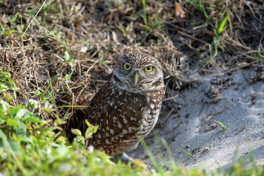 Burrowing owl outside nest in ground Photograph by Dan Friend