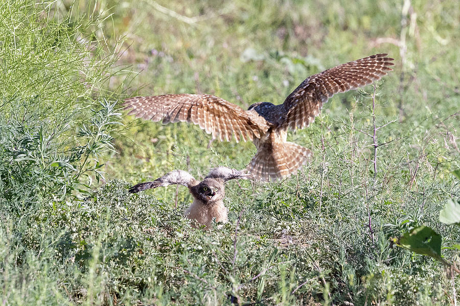 Burrowing Owl Owlet Gets Excited for Breakfast Photograph by Tony Hake