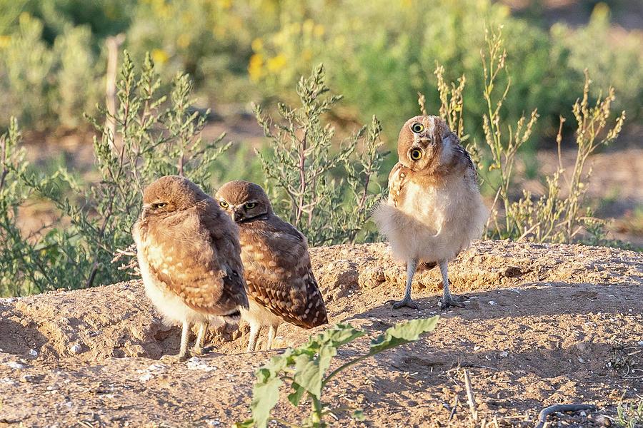 Burrowing Owl Owlet Gets Goofy Photograph by Tony Hake