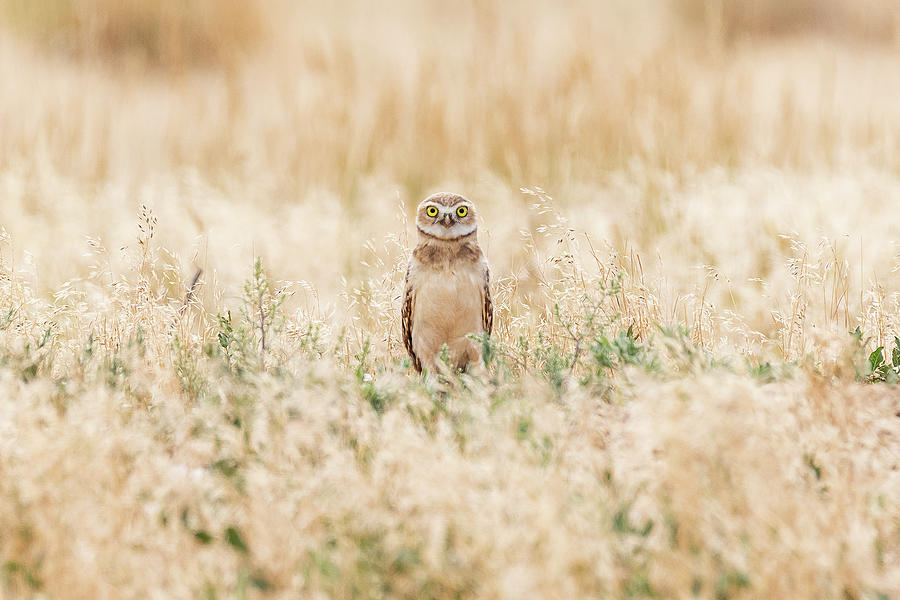 Burrowing Owl Owlet Says Hello Photograph by Tony Hake