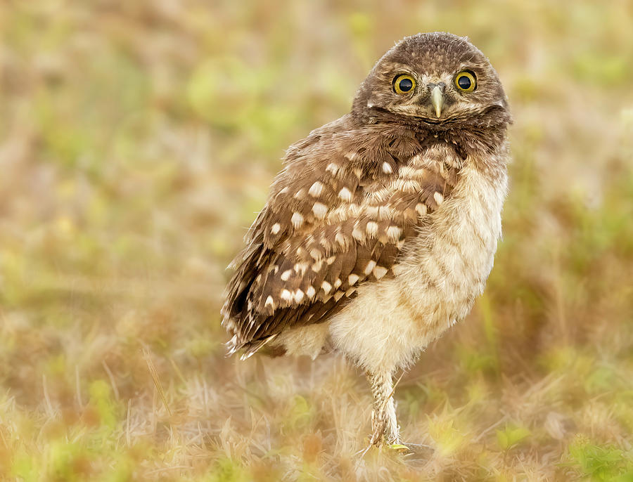 Burrowing Owl Owlet Photograph by Susan Candelario