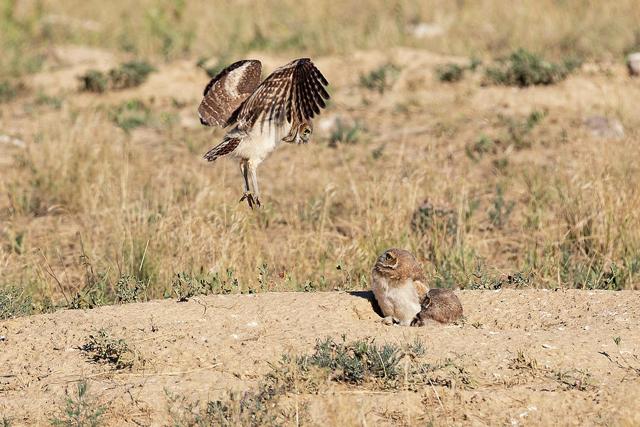 Burrowing Owl Owlet Tests its Wings Photograph by Tony Hake