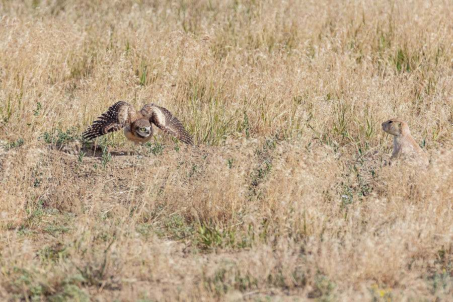 Burrowing Owl Owlet Warns a Prairie Dog Photograph by Tony Hake