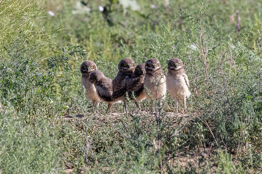 Burrowing Owl Owlets Wait for Breakfast Photograph by Tony Hake