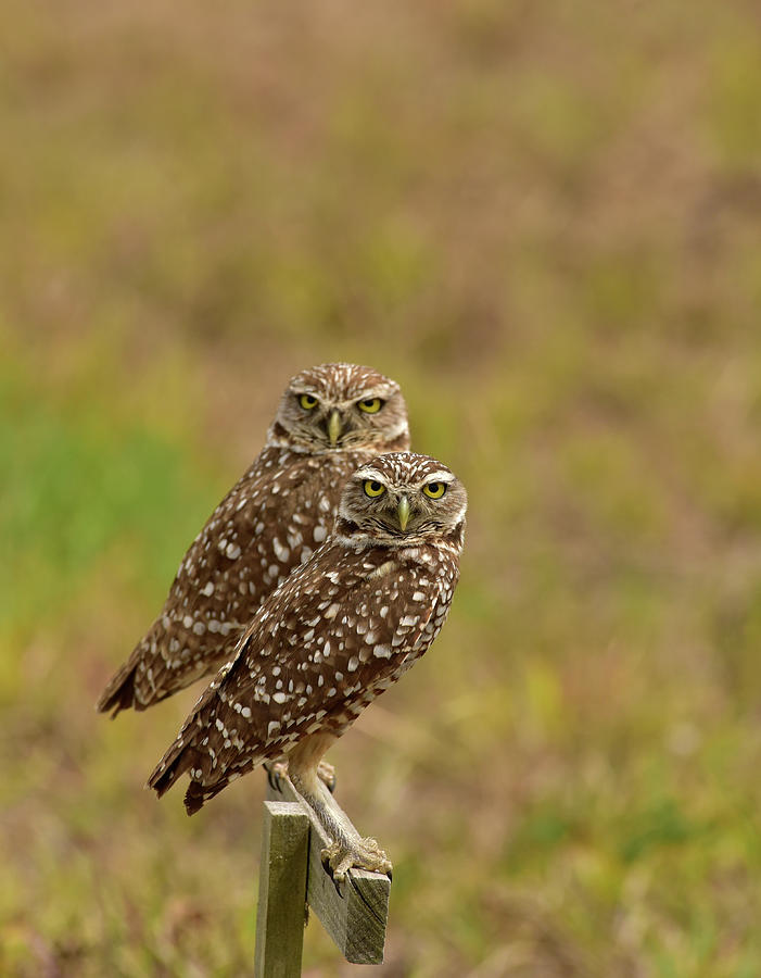 Burrowing Owl Pair Photograph by Cindy McIntyre