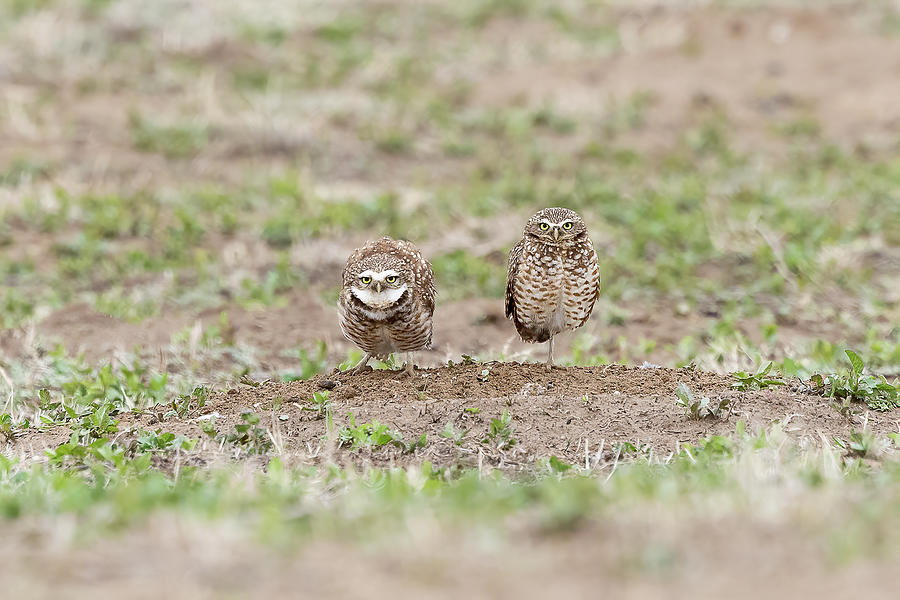 Burrowing Owl Pair Staying Focused Photograph by Tony Hake