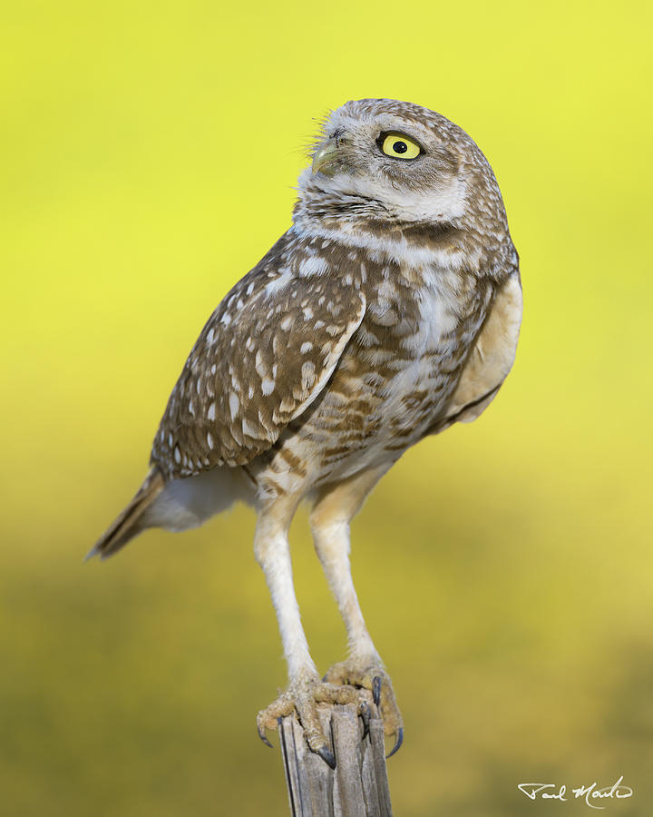 Burrowing Owl. Photograph by Paul Martin