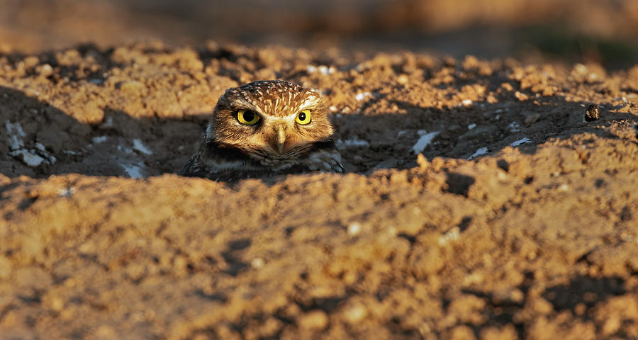 Burrowing owl peeking out of den Photograph by Gary Langley