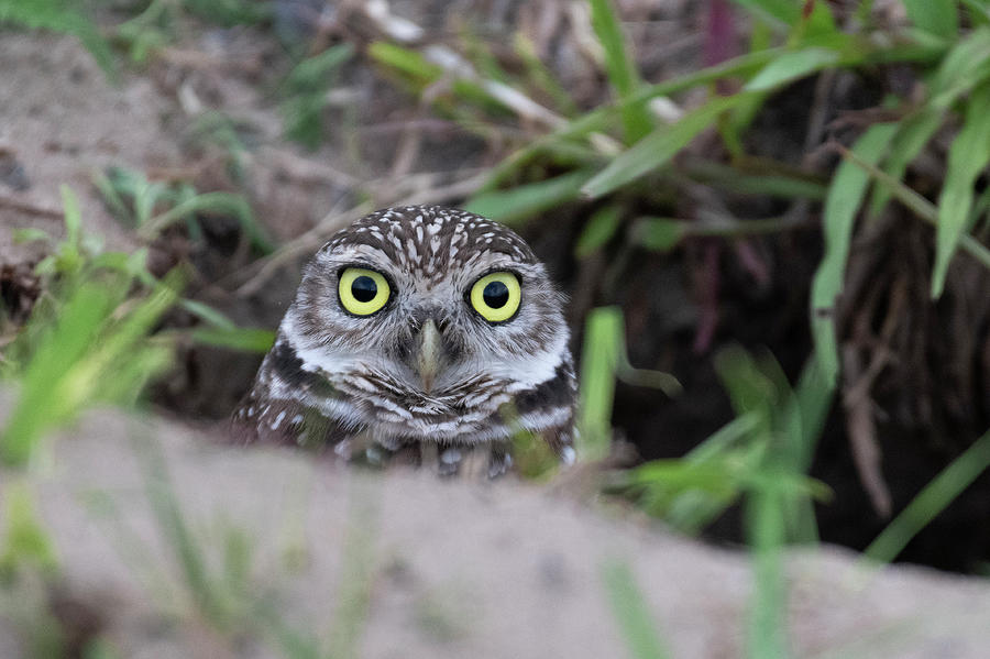 Burrowing Owl Peeking Out Of Its Burrow Photograph by Greg Srabian