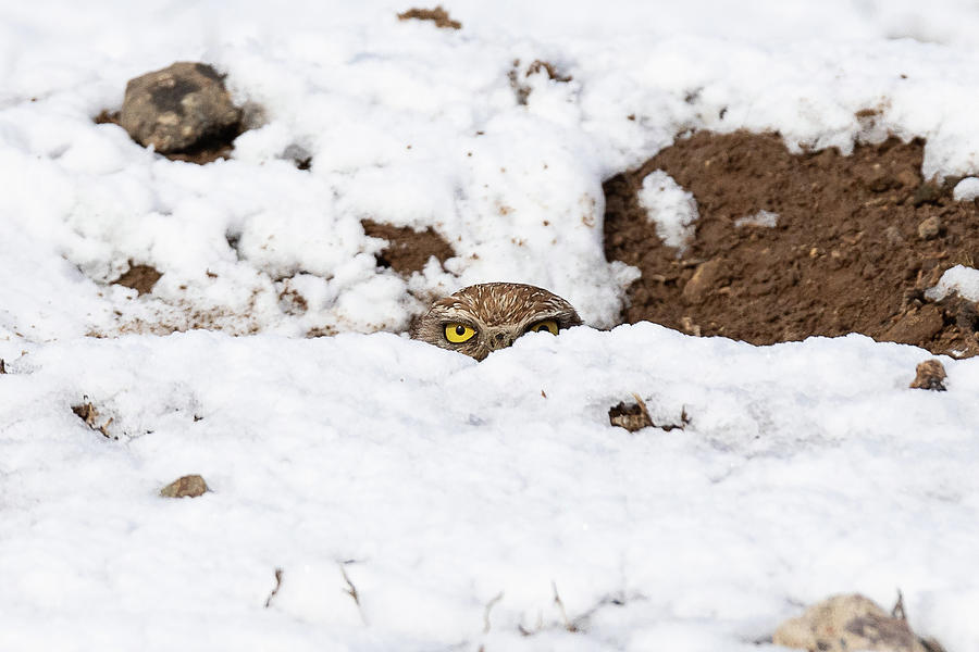 Burrowing Owl Peeks Out from the Snow Photograph by Tony Hake