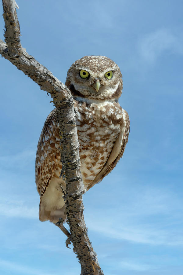 Burrowing Owl Perch Photograph by Wes and Dotty Weber