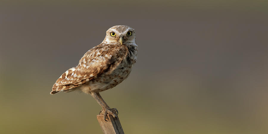 Owl Photograph - Burrowing owl perched by Gary Langley
