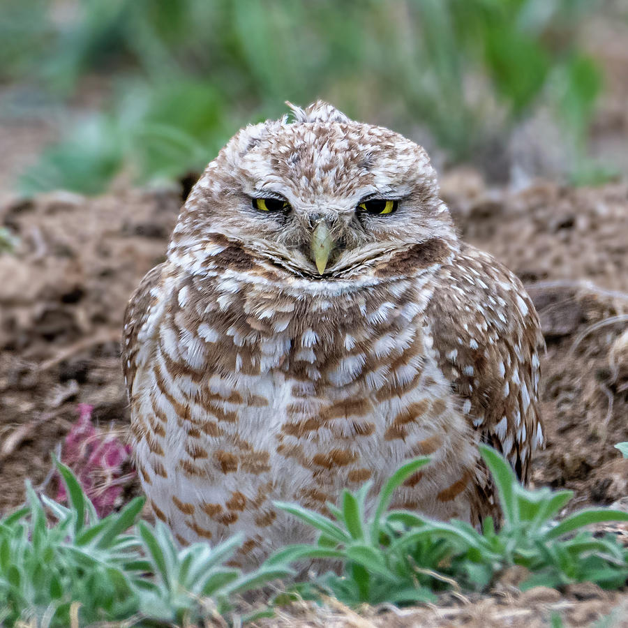 Burrowing Owl Photograph by Philip Rodgers