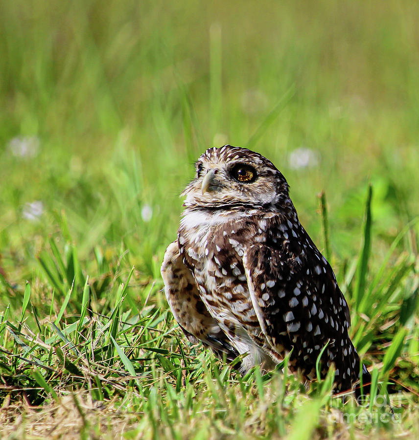 Burrowing Owl Portrait 2 Photograph by Joanne Carey