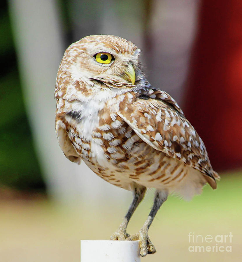 Burrowing Owl Portrait Photograph by Joanne Carey